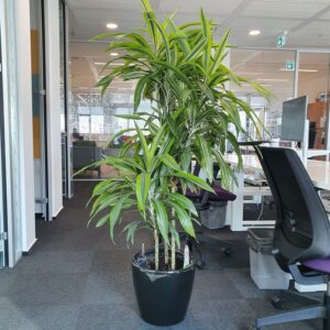 plante ornamentale pentru birouri