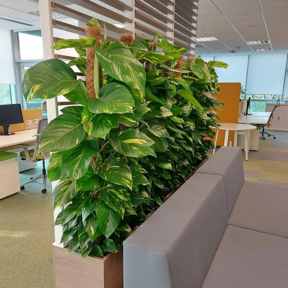 plante ornamentale pentru birouri - perete verde birou